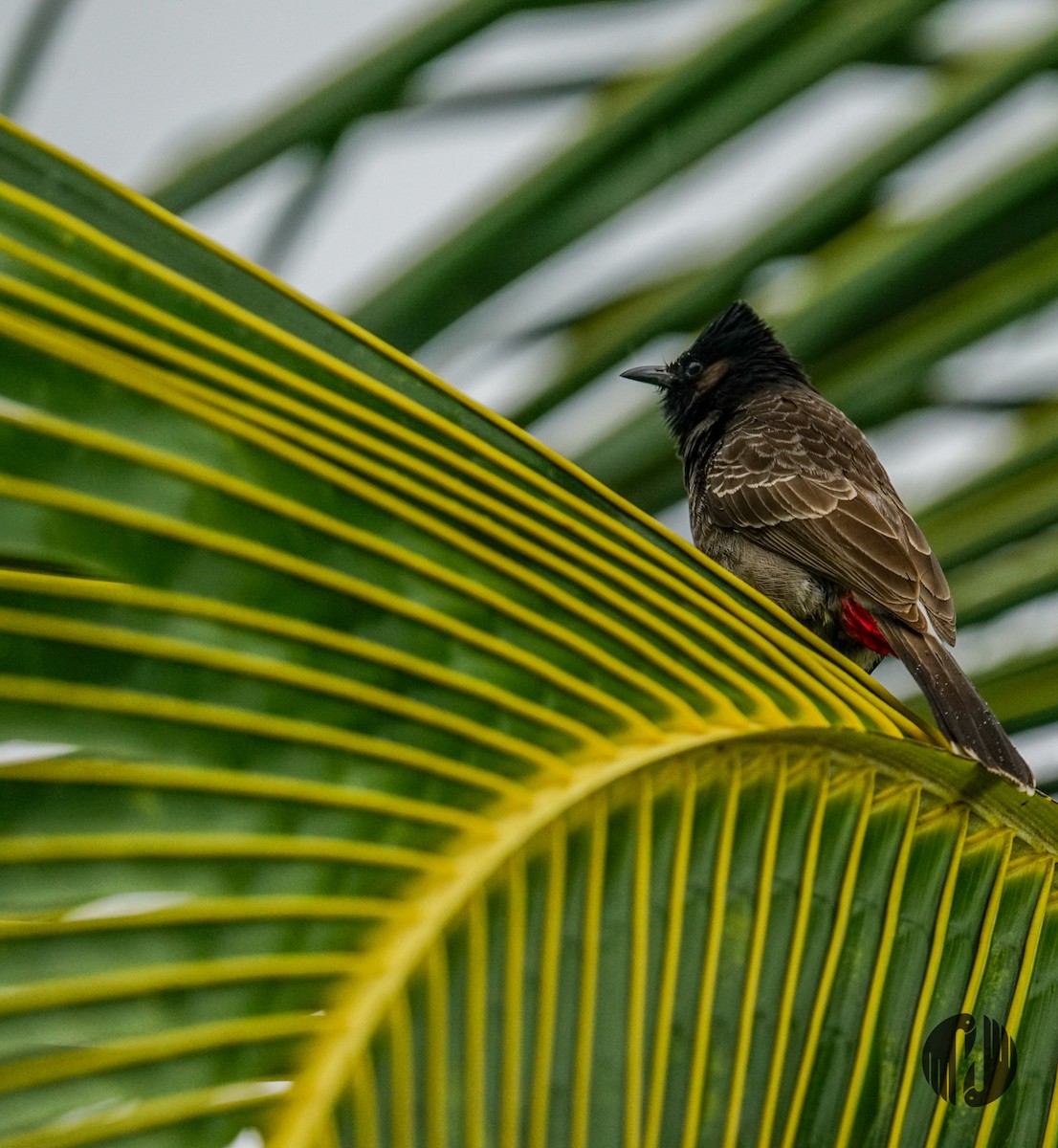 Red-vented Bulbul - ML608952979