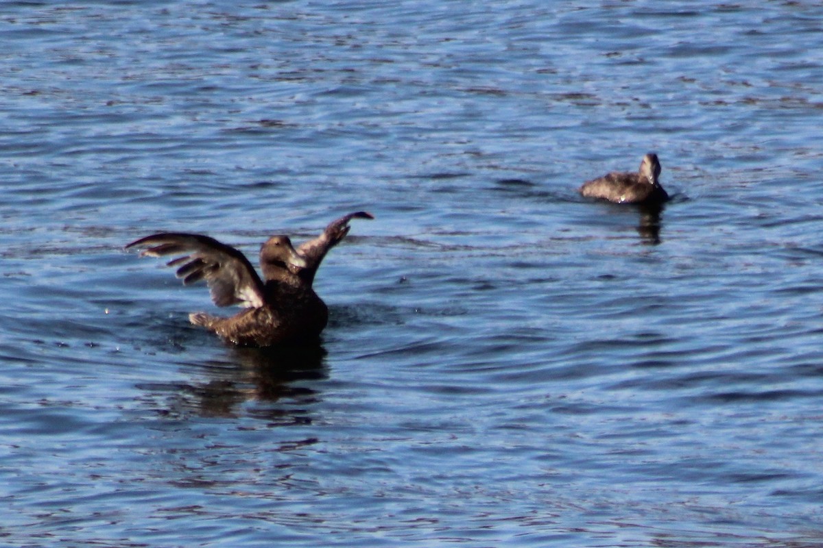Common Eider - ML608952983