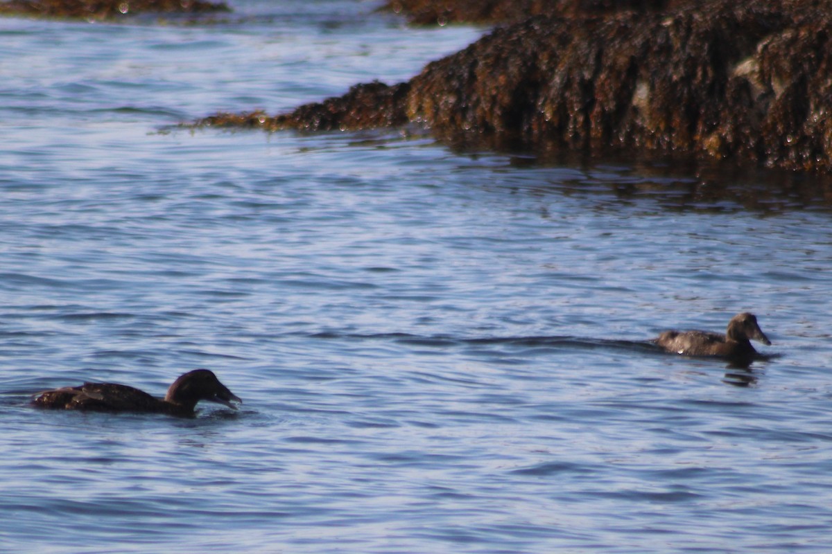 Common Eider - ML608952985