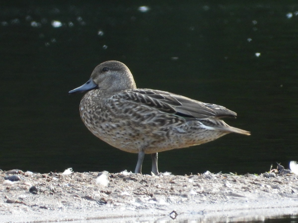 Green-winged Teal - ML608953309