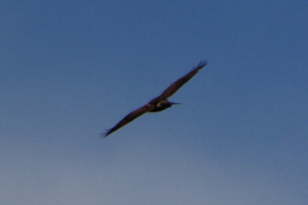 Broad-winged Hawk - ML608953503