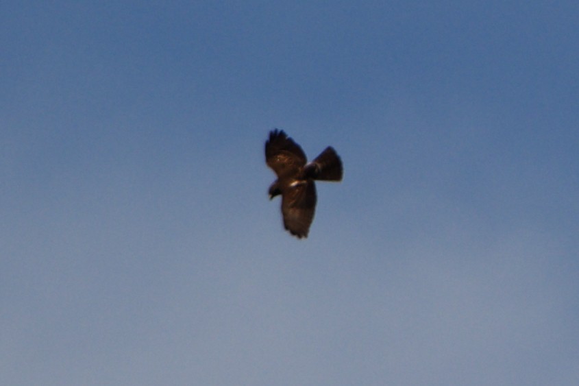 Broad-winged Hawk - ML608953505