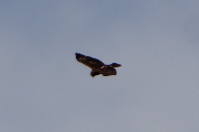 Broad-winged Hawk - ML608953506
