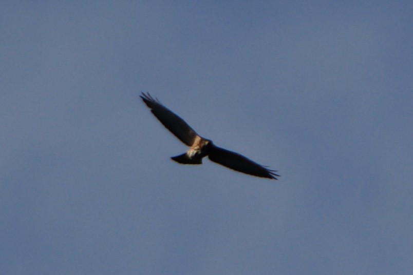 Broad-winged Hawk - ML608953507