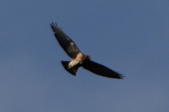 Broad-winged Hawk - ML608953508