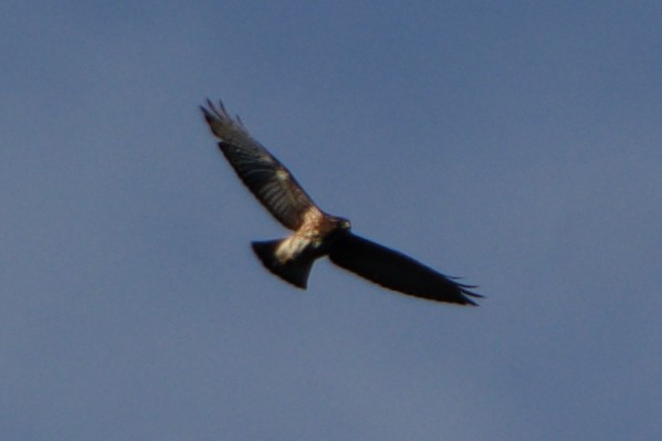 Broad-winged Hawk - ML608953509