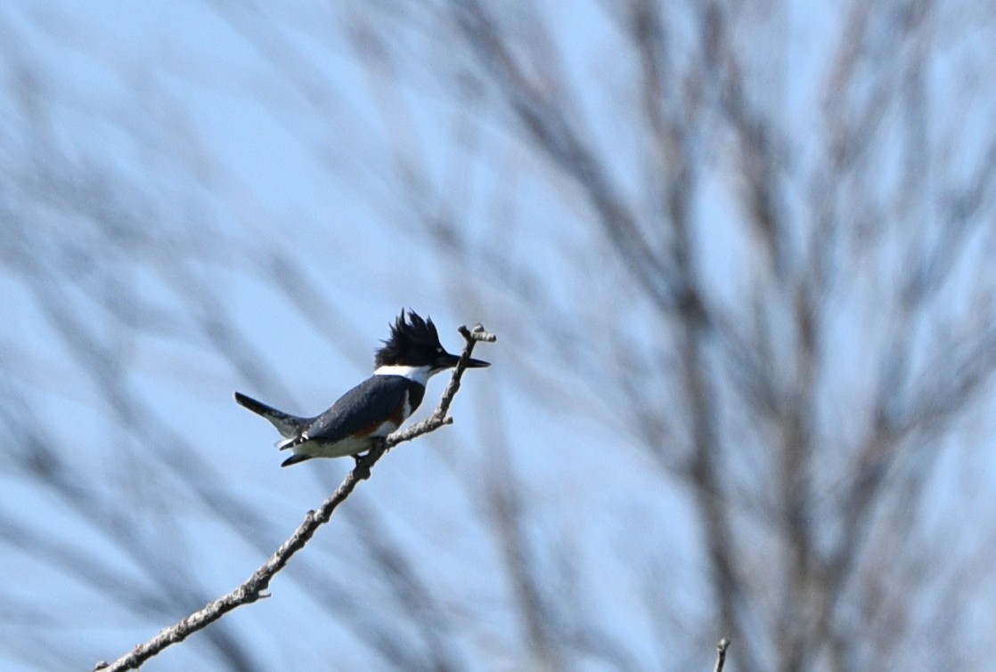 Belted Kingfisher - Andrea Heine