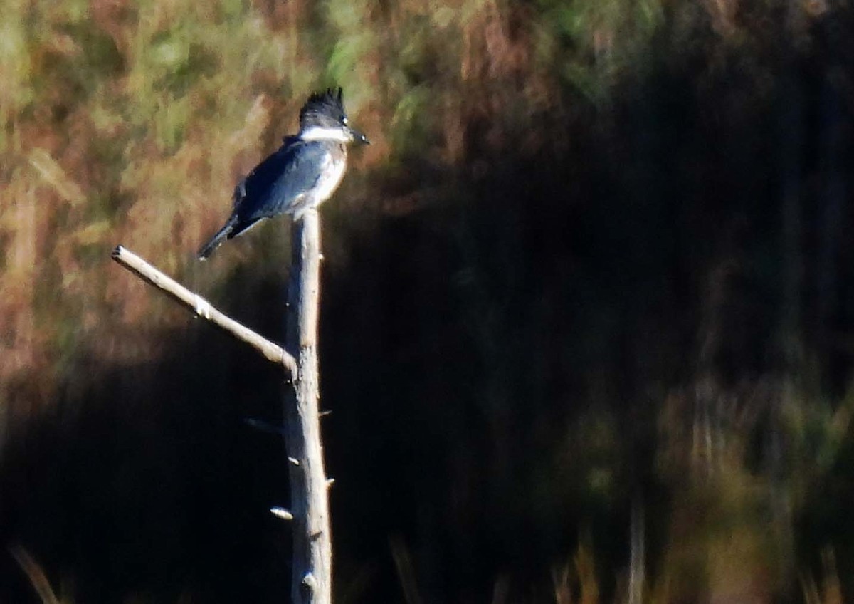 Belted Kingfisher - ML608954525