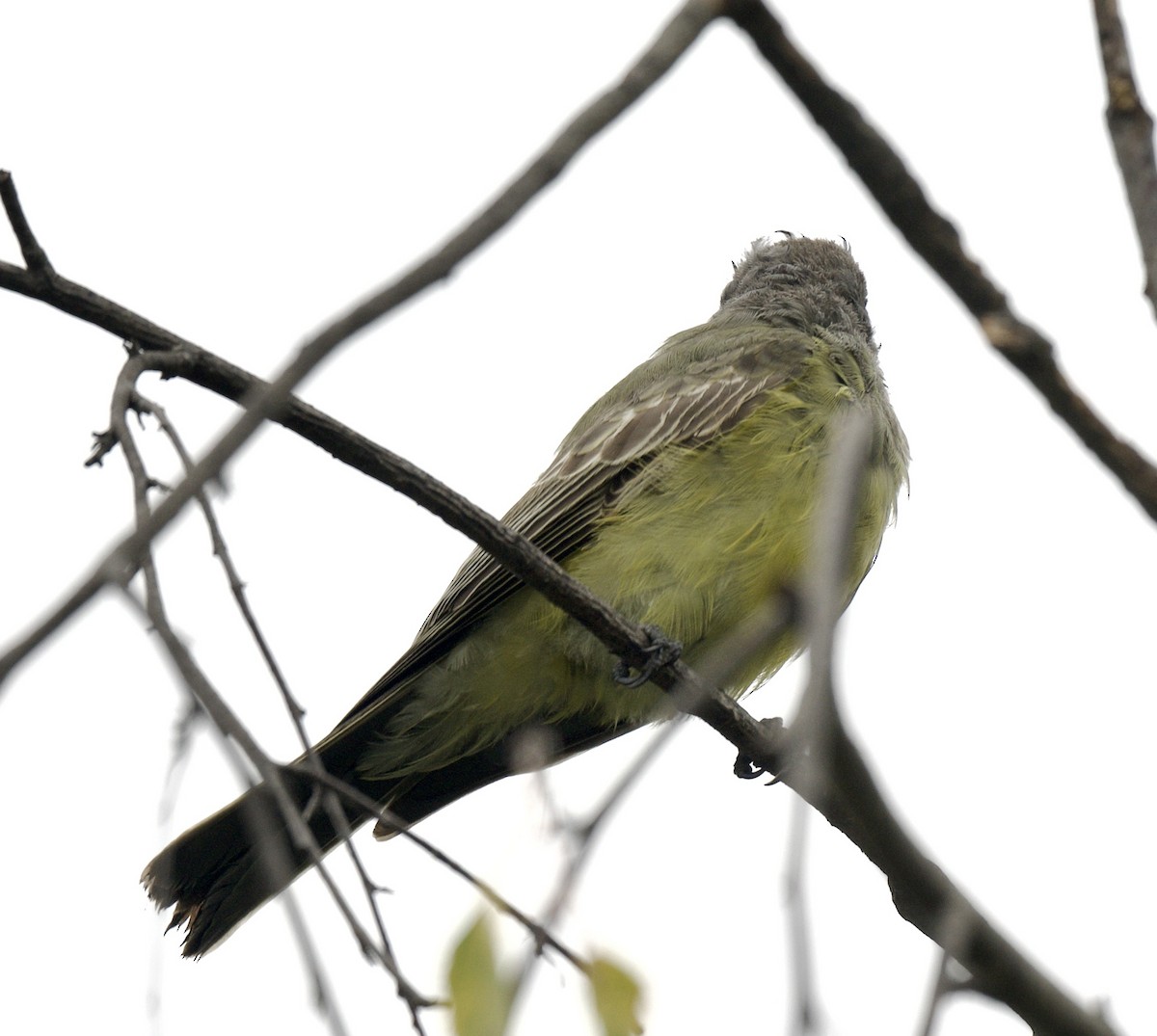 yellow-bellied kingbird sp. - ML608954908