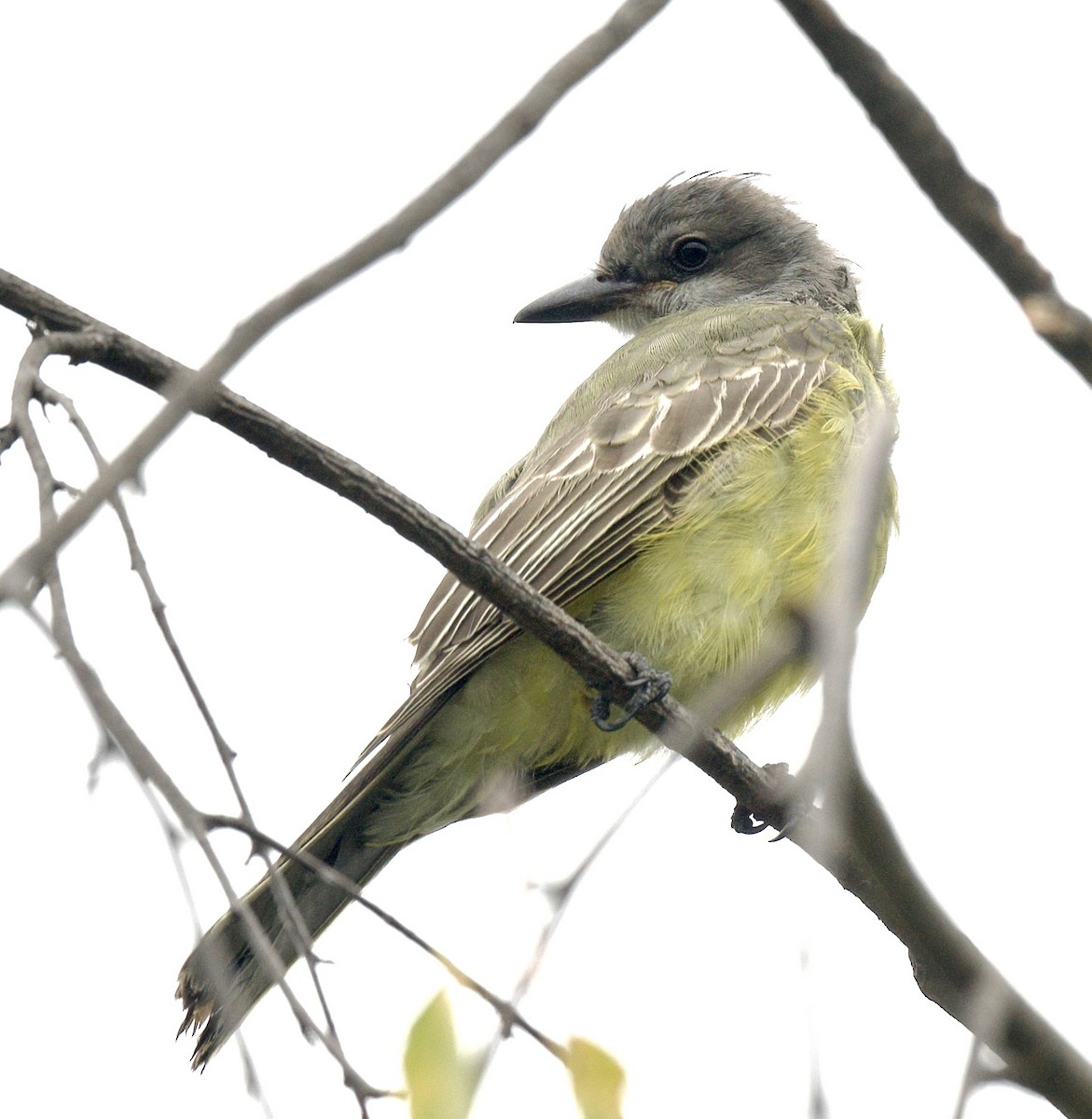 yellow-bellied kingbird sp. - ML608955024