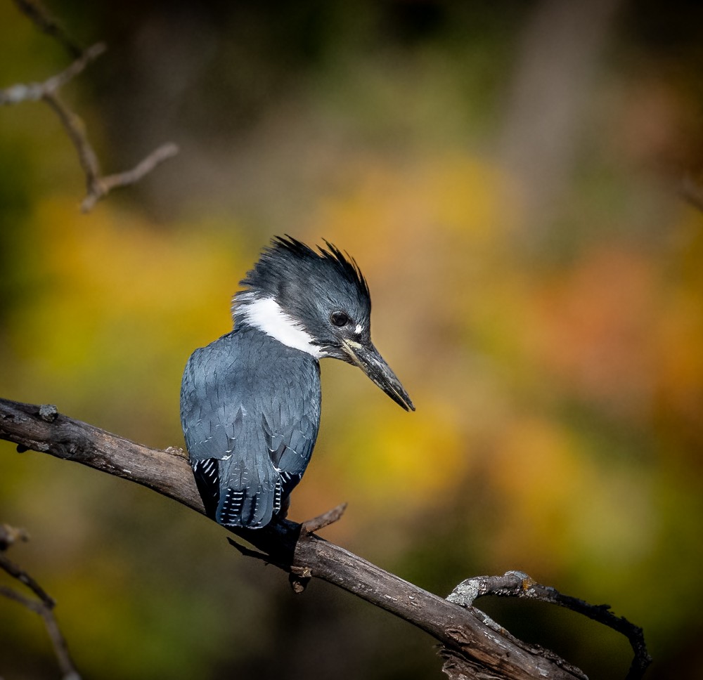 Belted Kingfisher - ML608955228