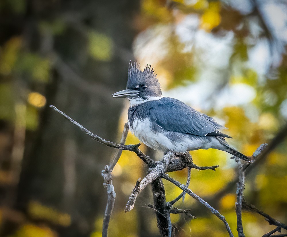 Belted Kingfisher - ML608955230