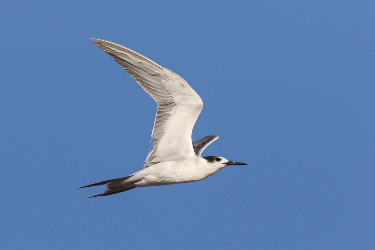 White-cheeked Tern - ML608955268