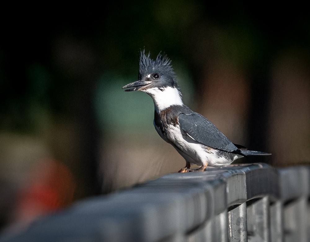 Belted Kingfisher - ML608955402
