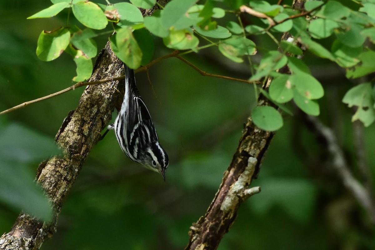 Black-and-white Warbler - Kerri D