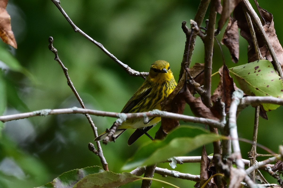 Cape May Warbler - ML608955644