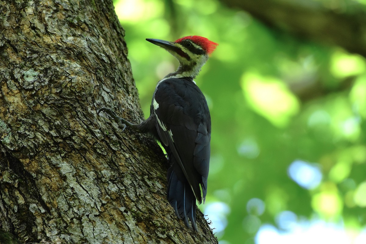 Pileated Woodpecker - ML608955669