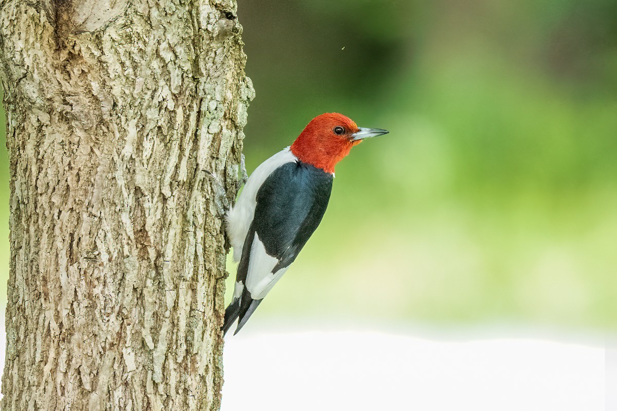 Red-headed Woodpecker - ML608955971