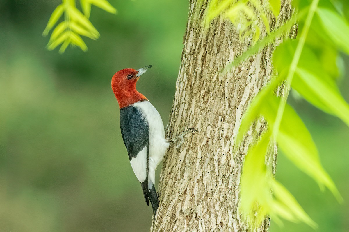 Red-headed Woodpecker - ML608955972