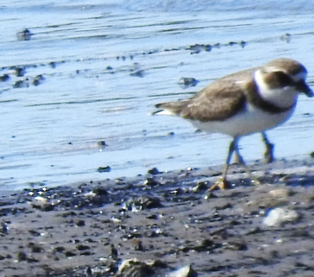 Semipalmated Plover - JC Clancy
