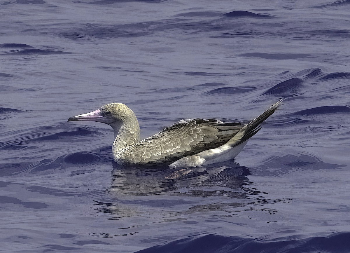 Red-footed Booby - ML608956691