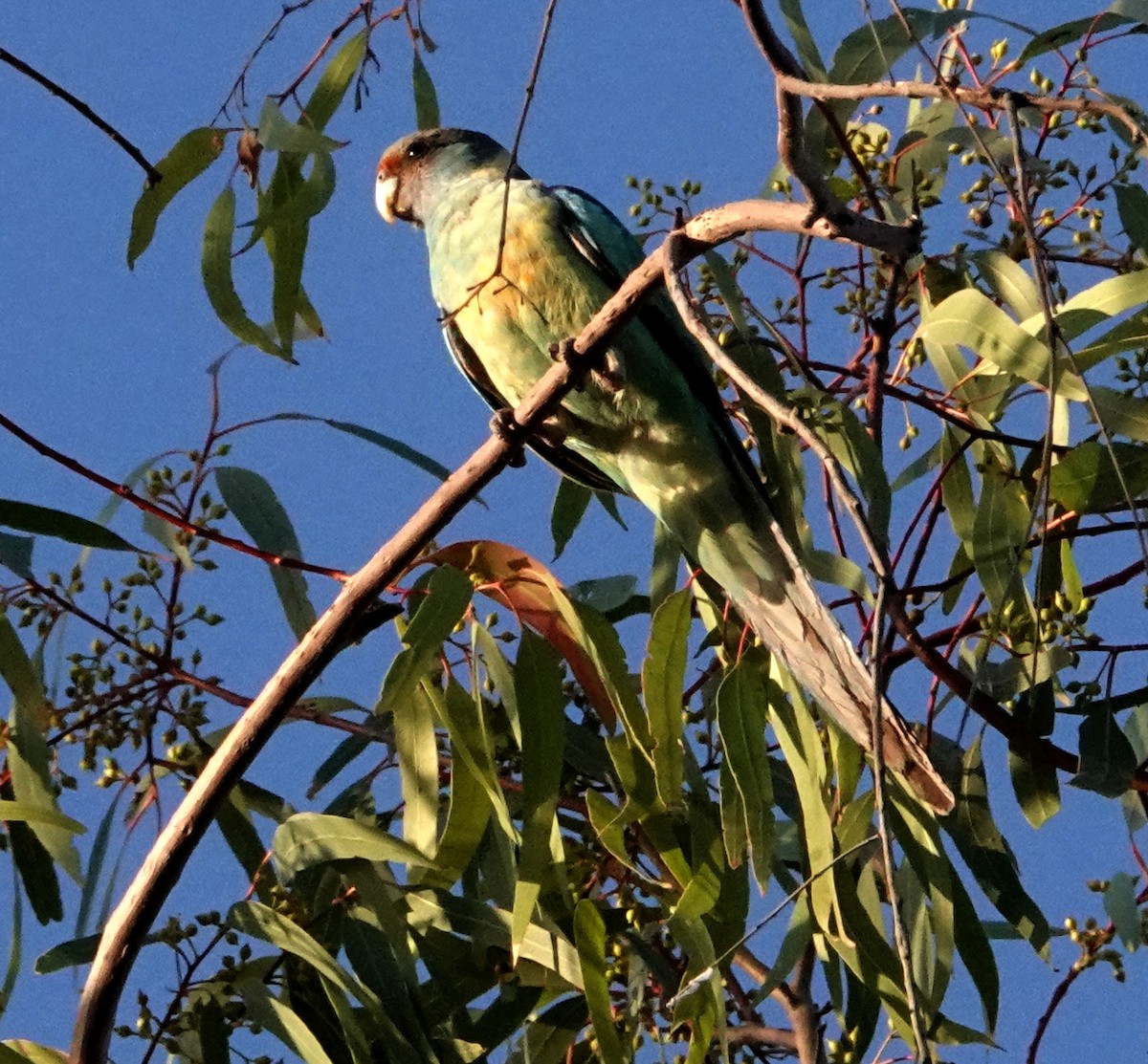 Воротничковый попугай (barnardi) - ML608956714