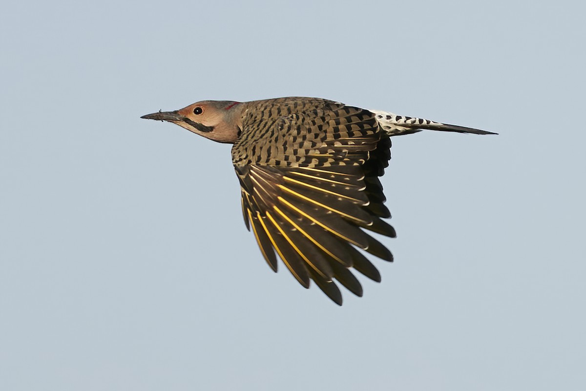Northern Flicker (Yellow-shafted) - ML608956877
