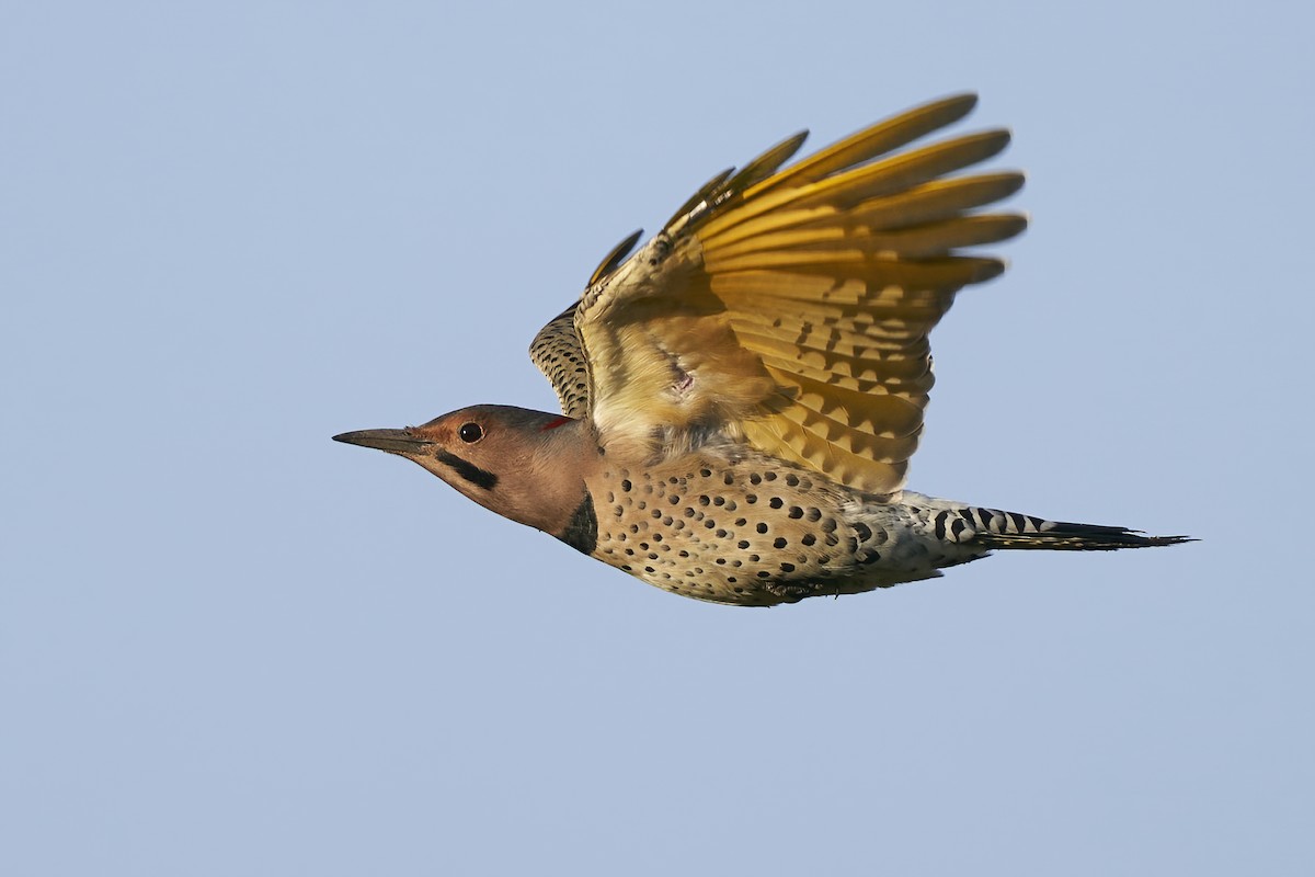 Northern Flicker (Yellow-shafted) - ML608956878