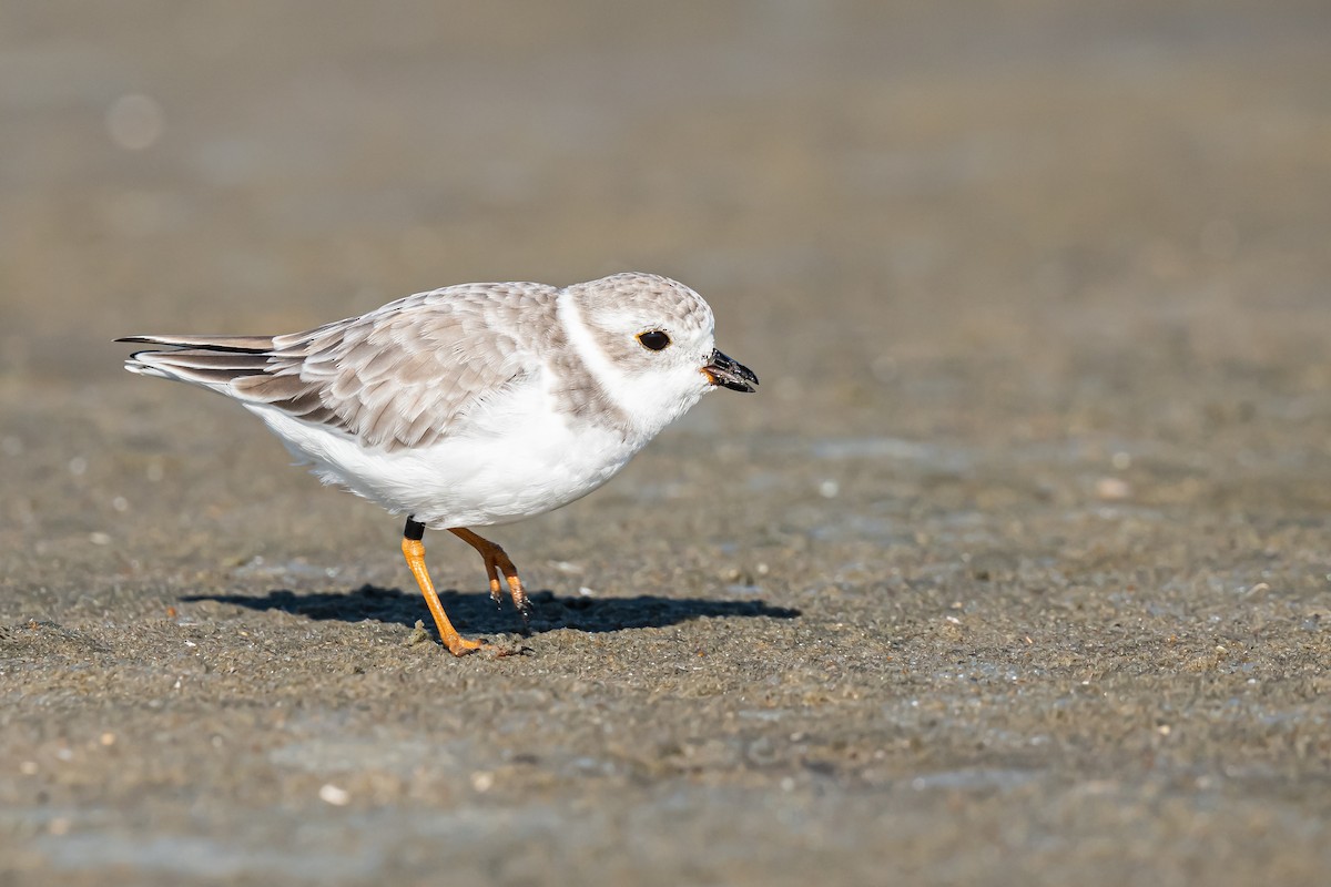 Piping Plover - ML608958174