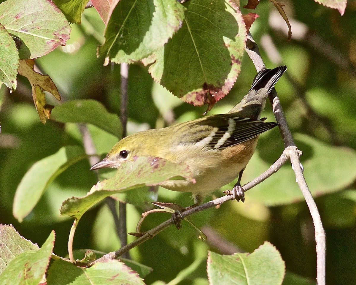 Bay-breasted Warbler - ML608958180