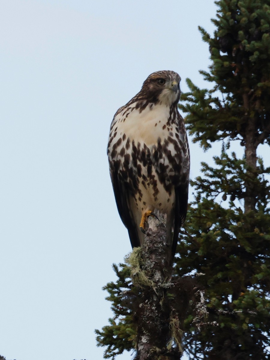 Red-tailed Hawk - ML608958373