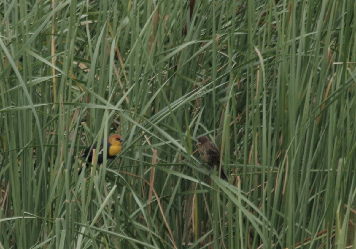Yellow-headed Blackbird - ML608958470