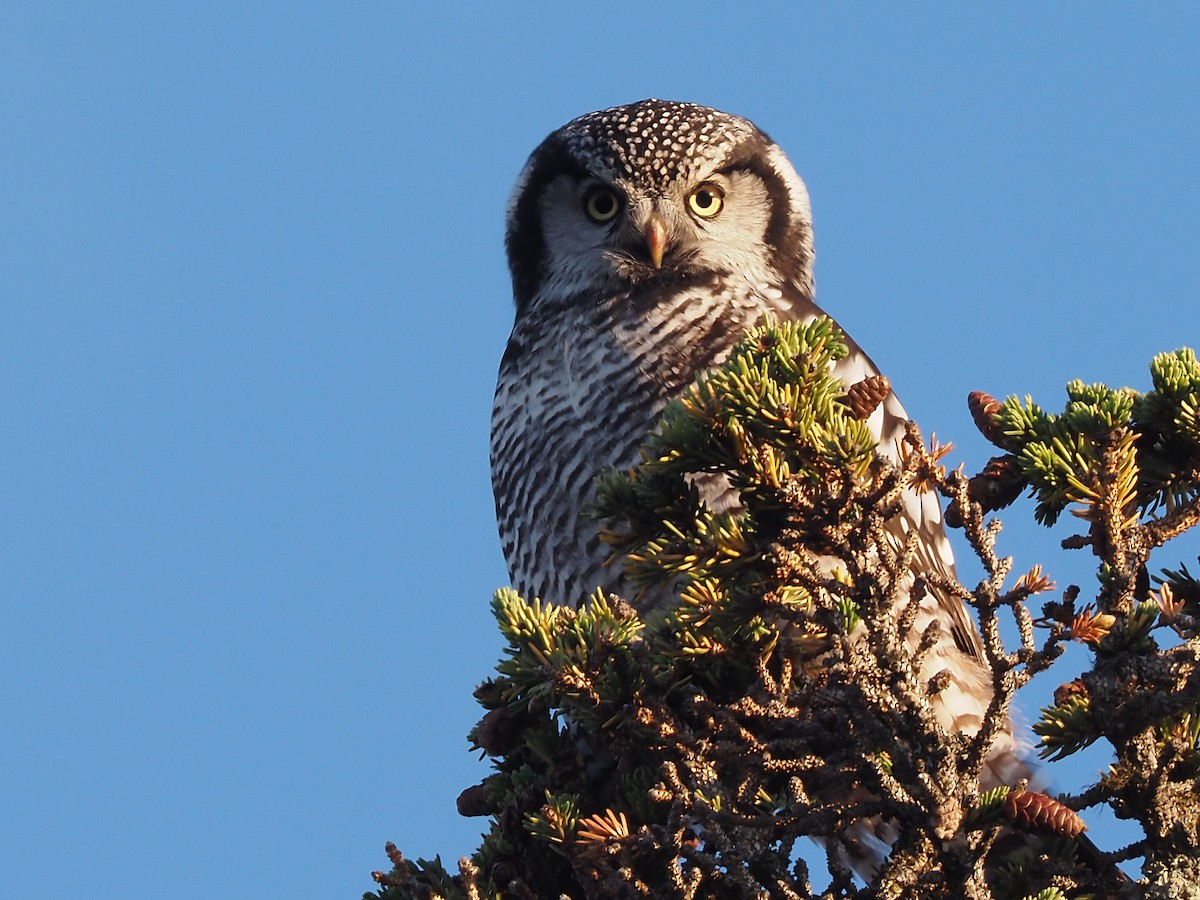 Northern Hawk Owl (American) - ML608958511