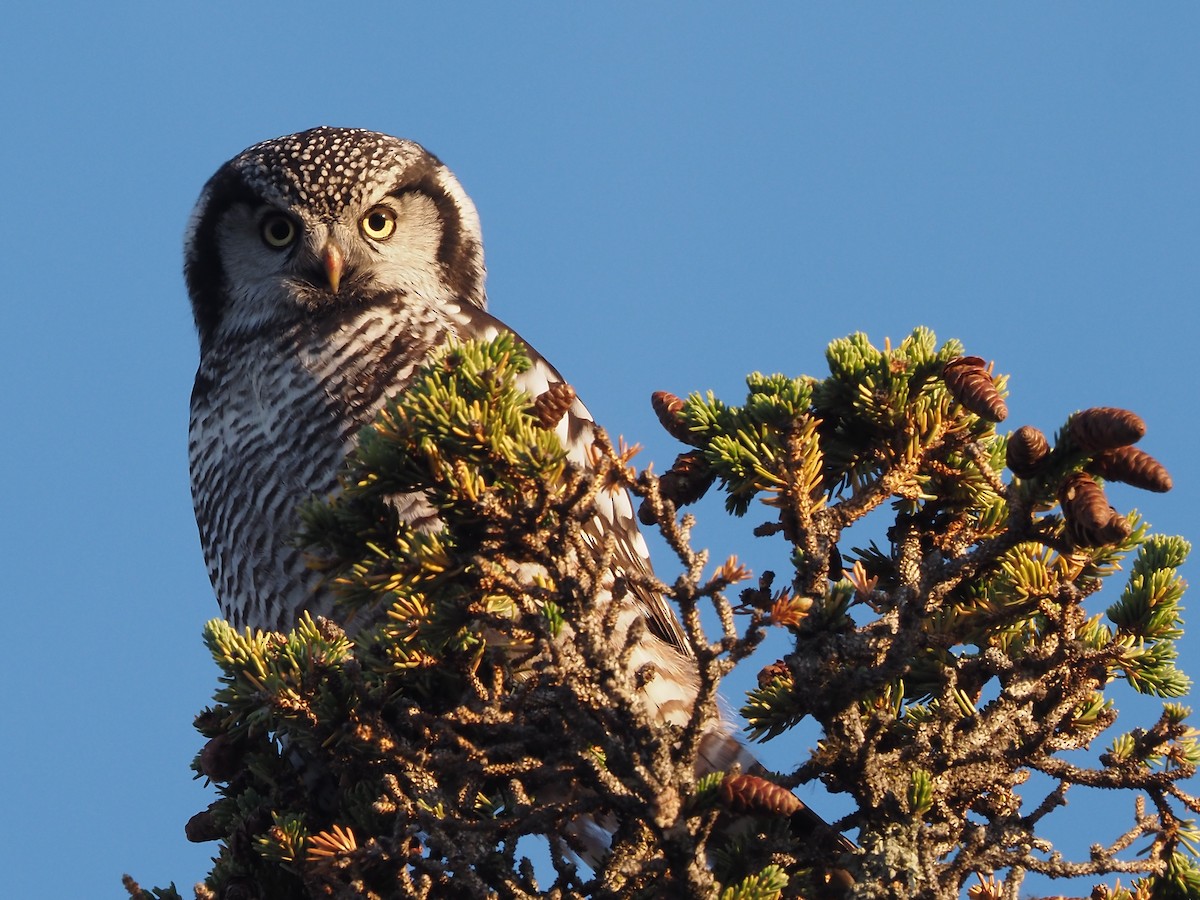 Northern Hawk Owl (American) - ML608958512