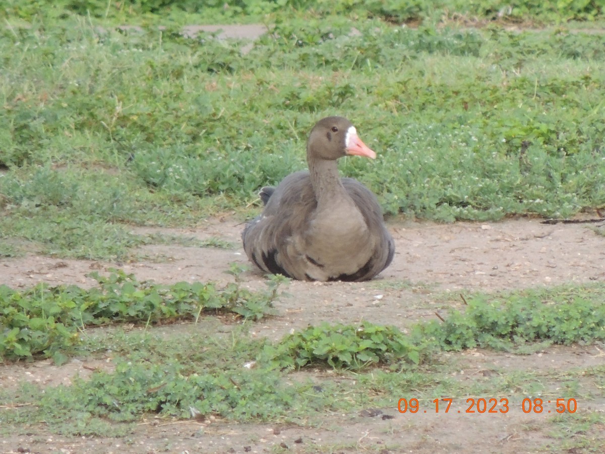 Greater White-fronted Goose - ML608958562