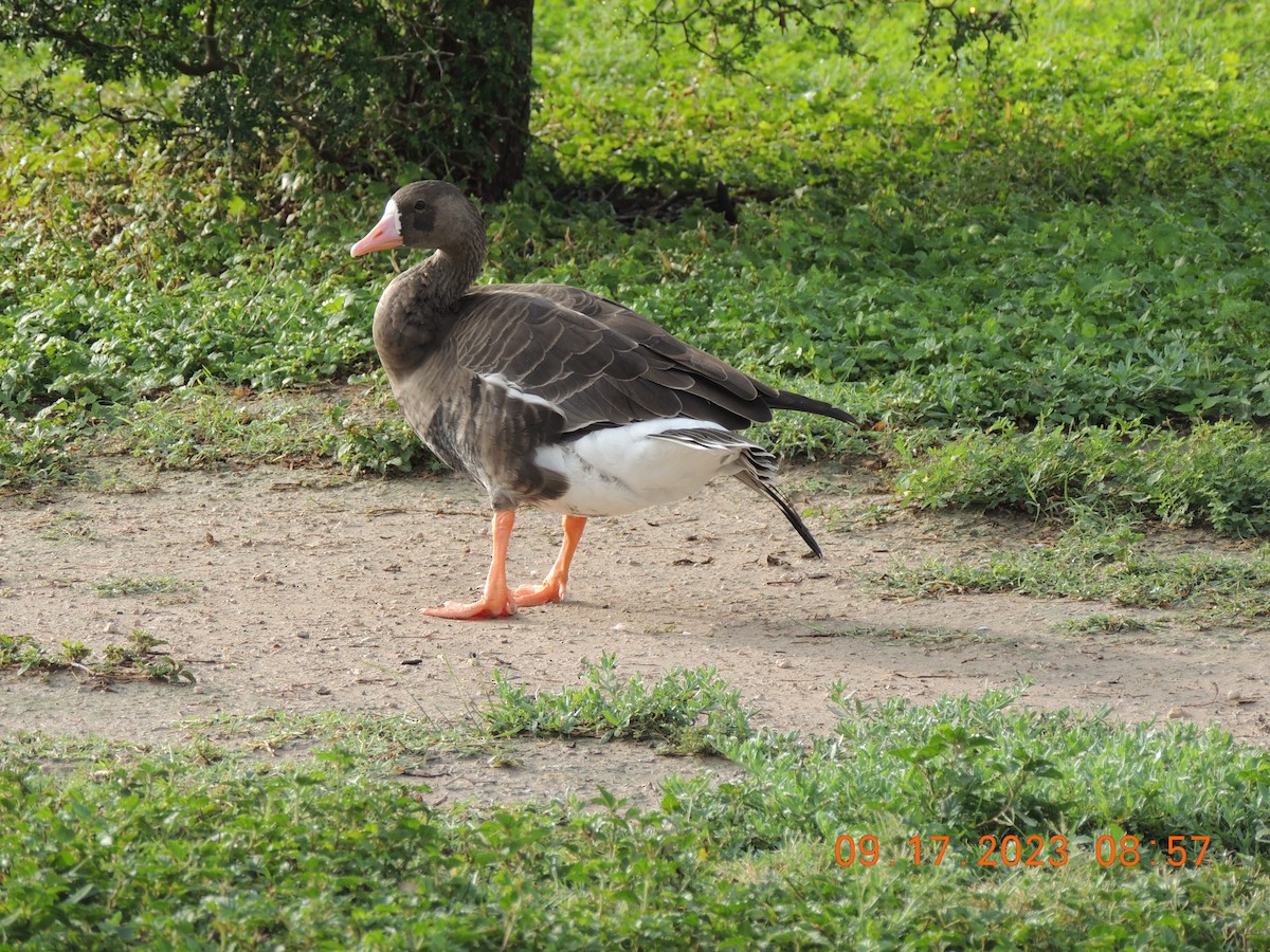 Greater White-fronted Goose - ML608958575