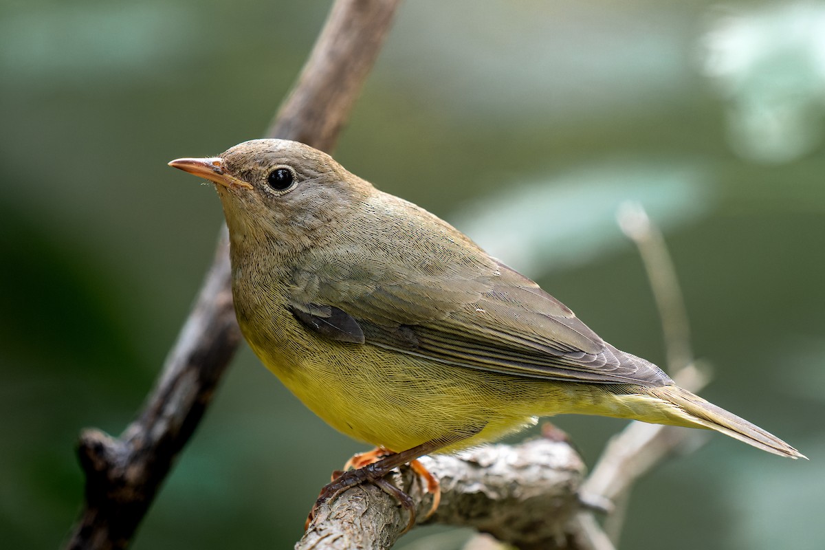 Connecticut Warbler - Ryan Ford