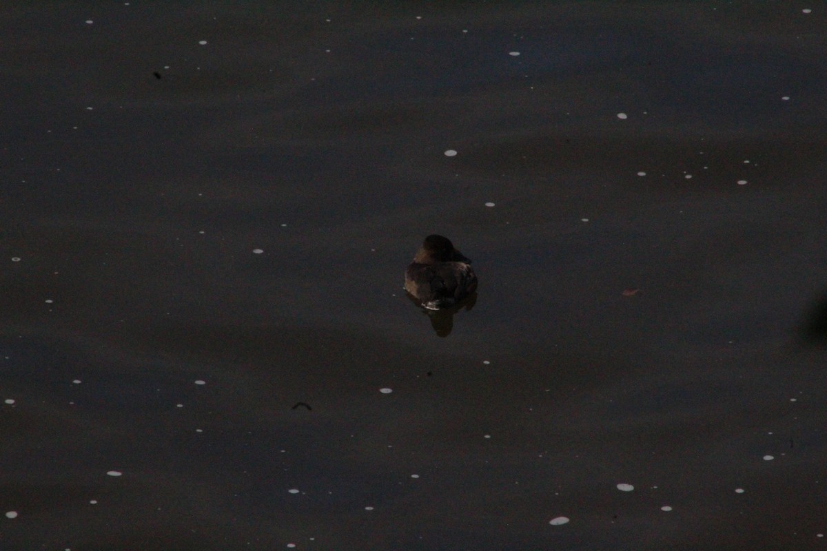 Tufted Duck - ML608959215