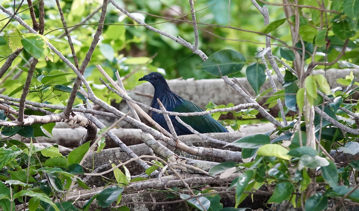 Nicobar Pigeon - Phil Gregory | Sicklebill Safaris | www.birder.travel