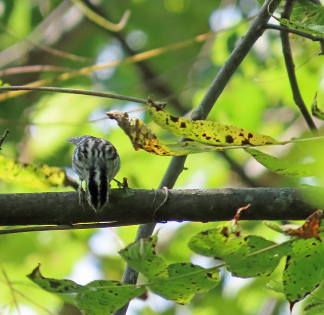 Black-and-white Warbler - ML608959524