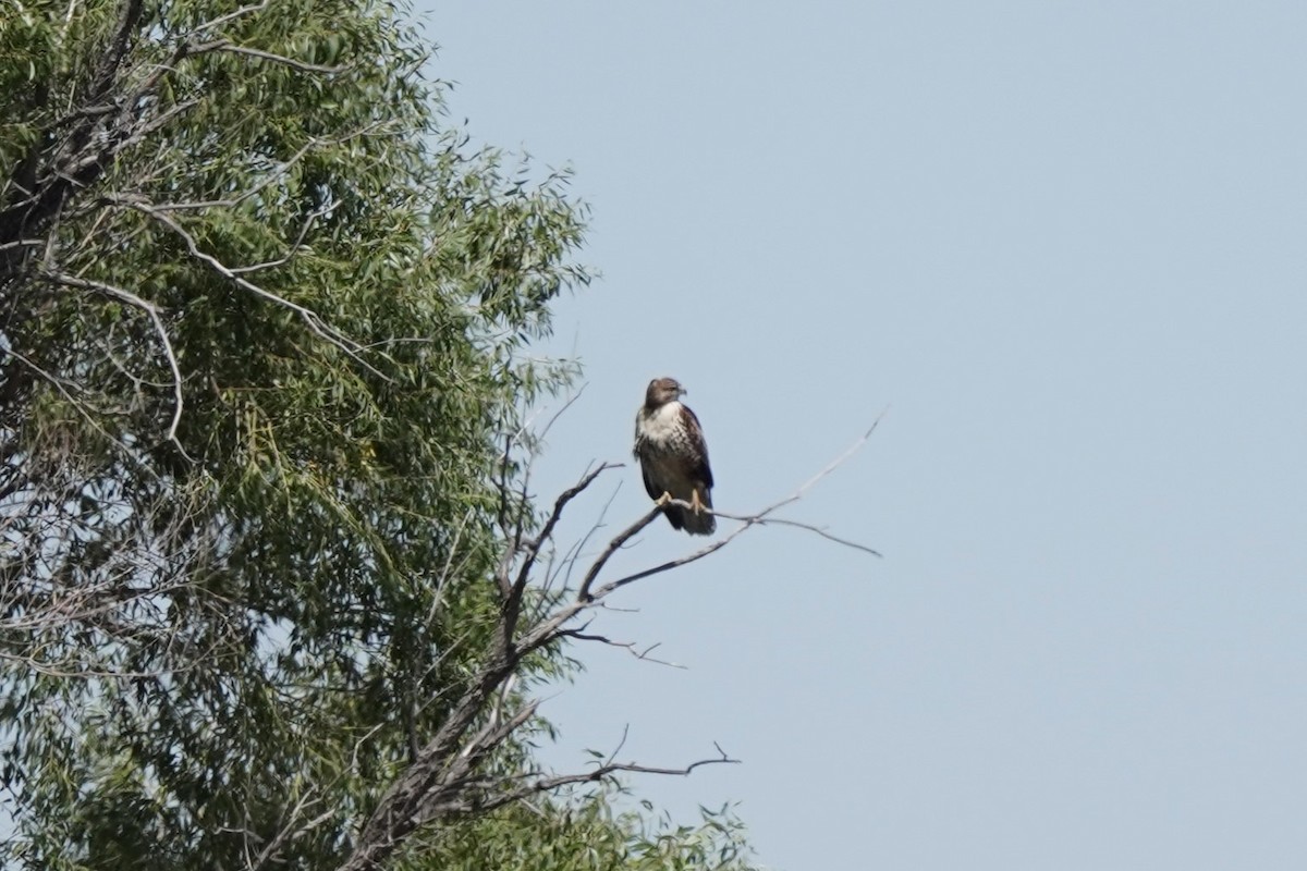 Red-tailed Hawk - ML608959813