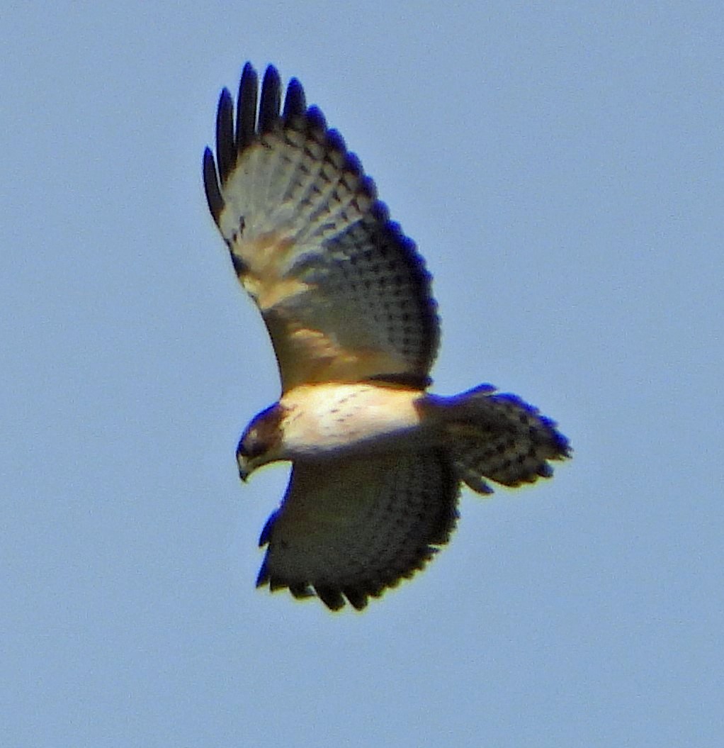 Short-tailed Hawk - ML608960160