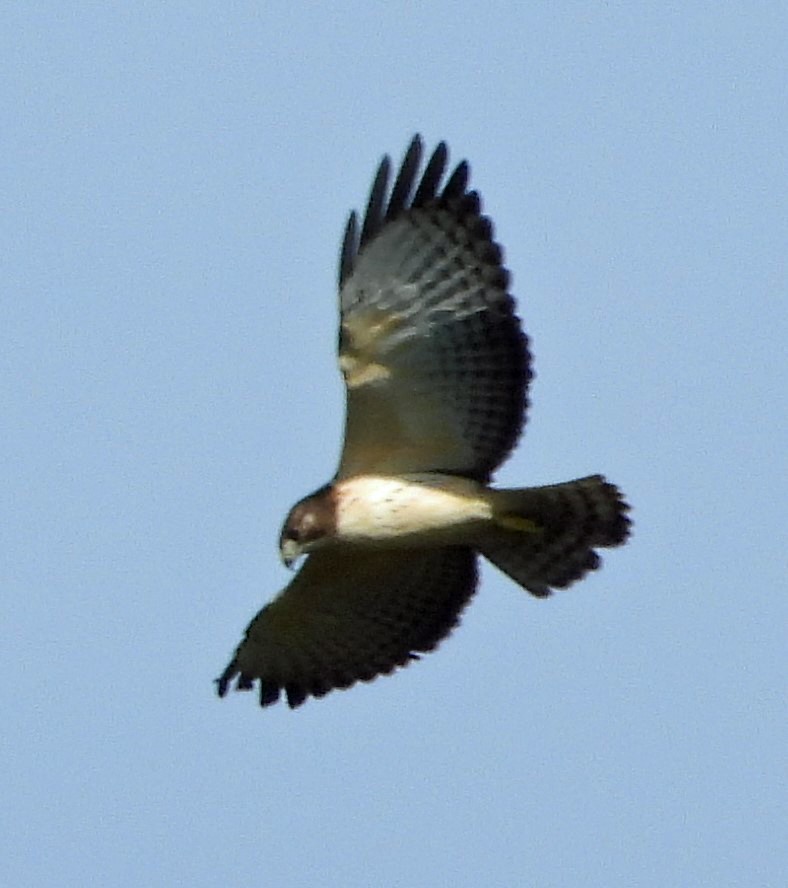 Short-tailed Hawk - ML608960161