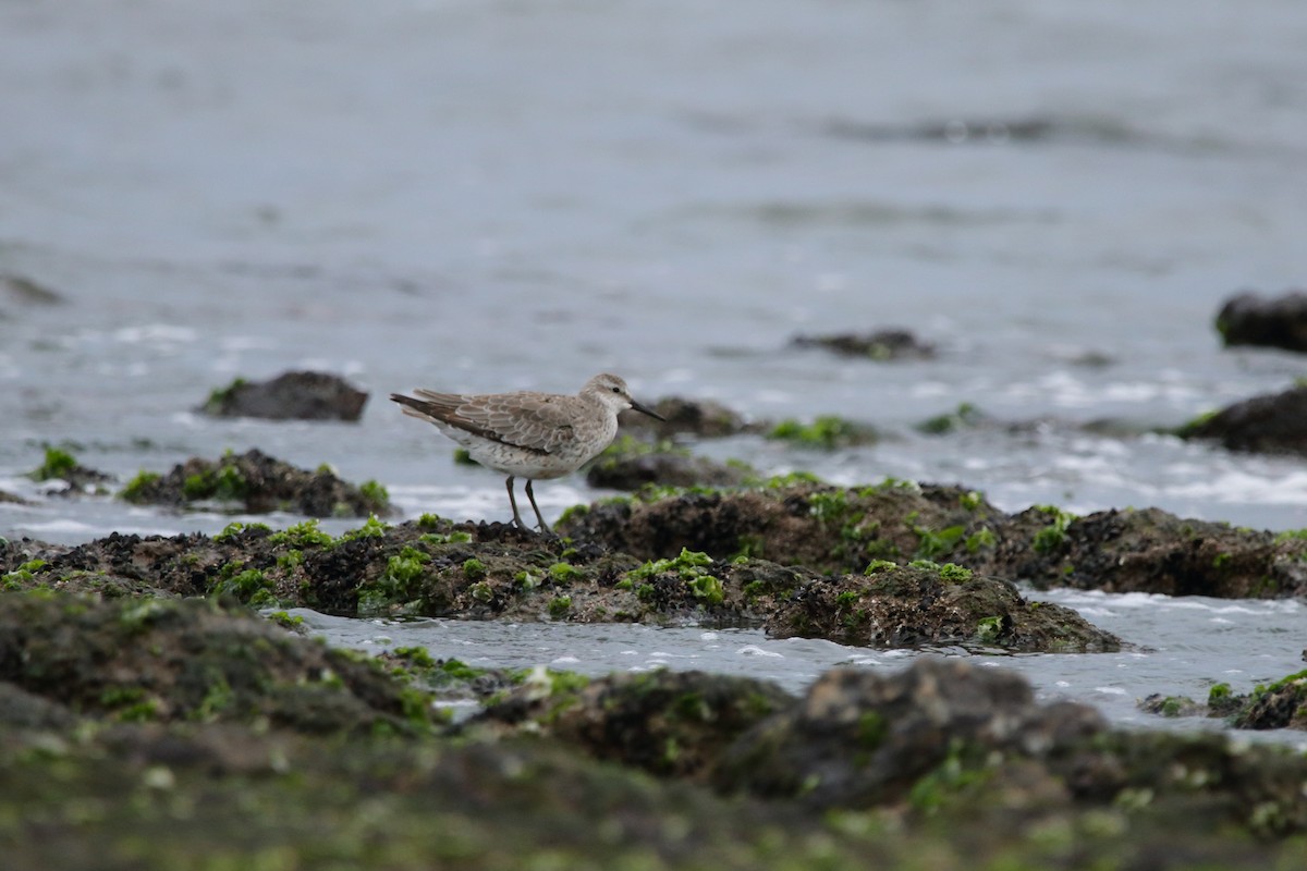 Red Knot - ML608960268