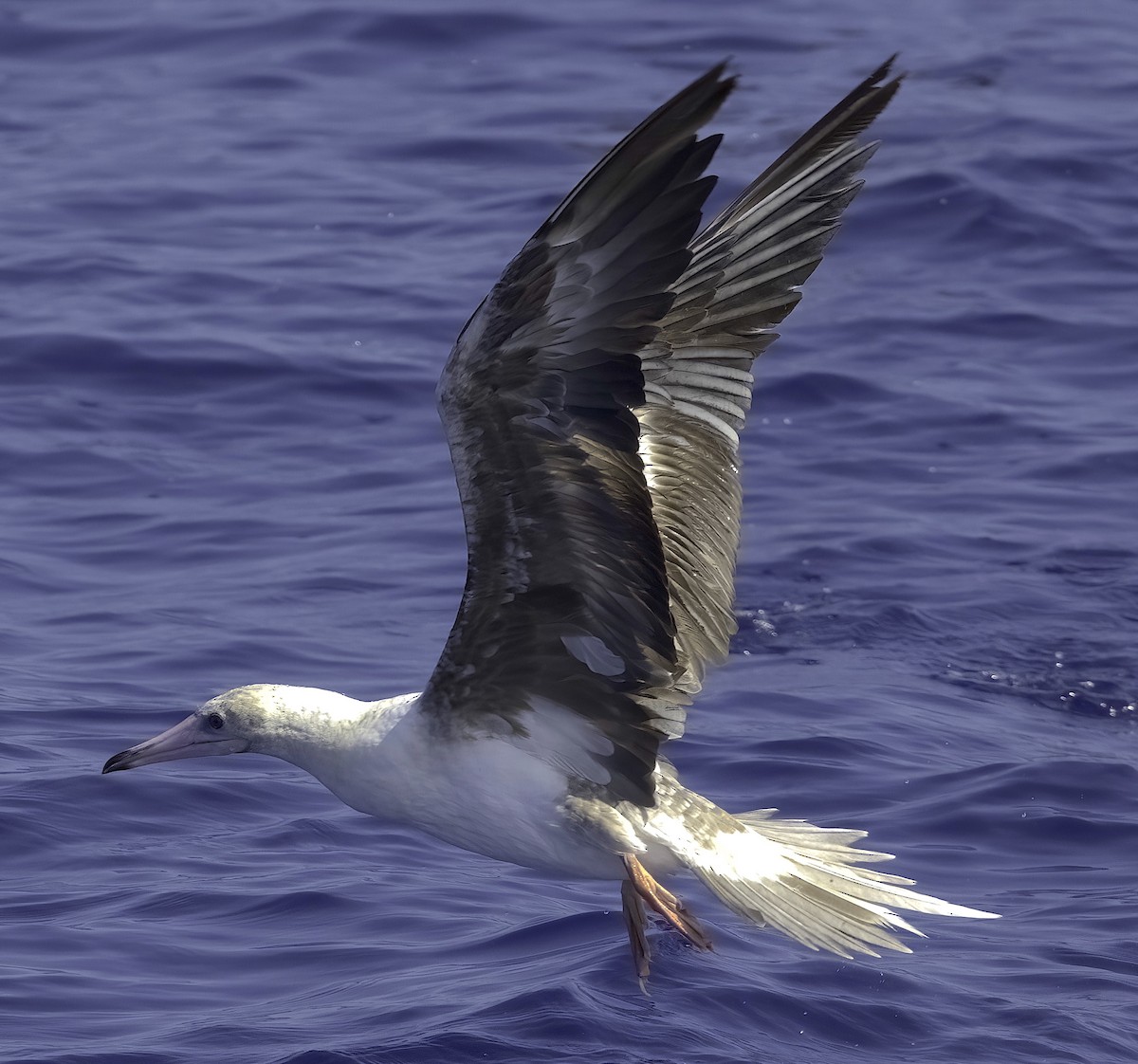 Red-footed Booby - ML608960378
