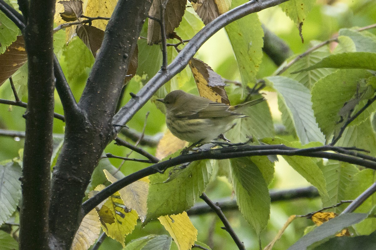 Cape May Warbler - ML608960418