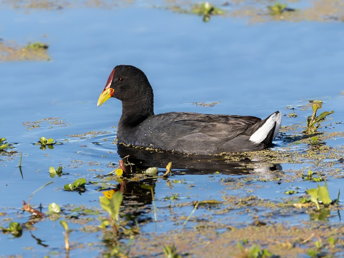 Red-fronted Coot - ML608960667