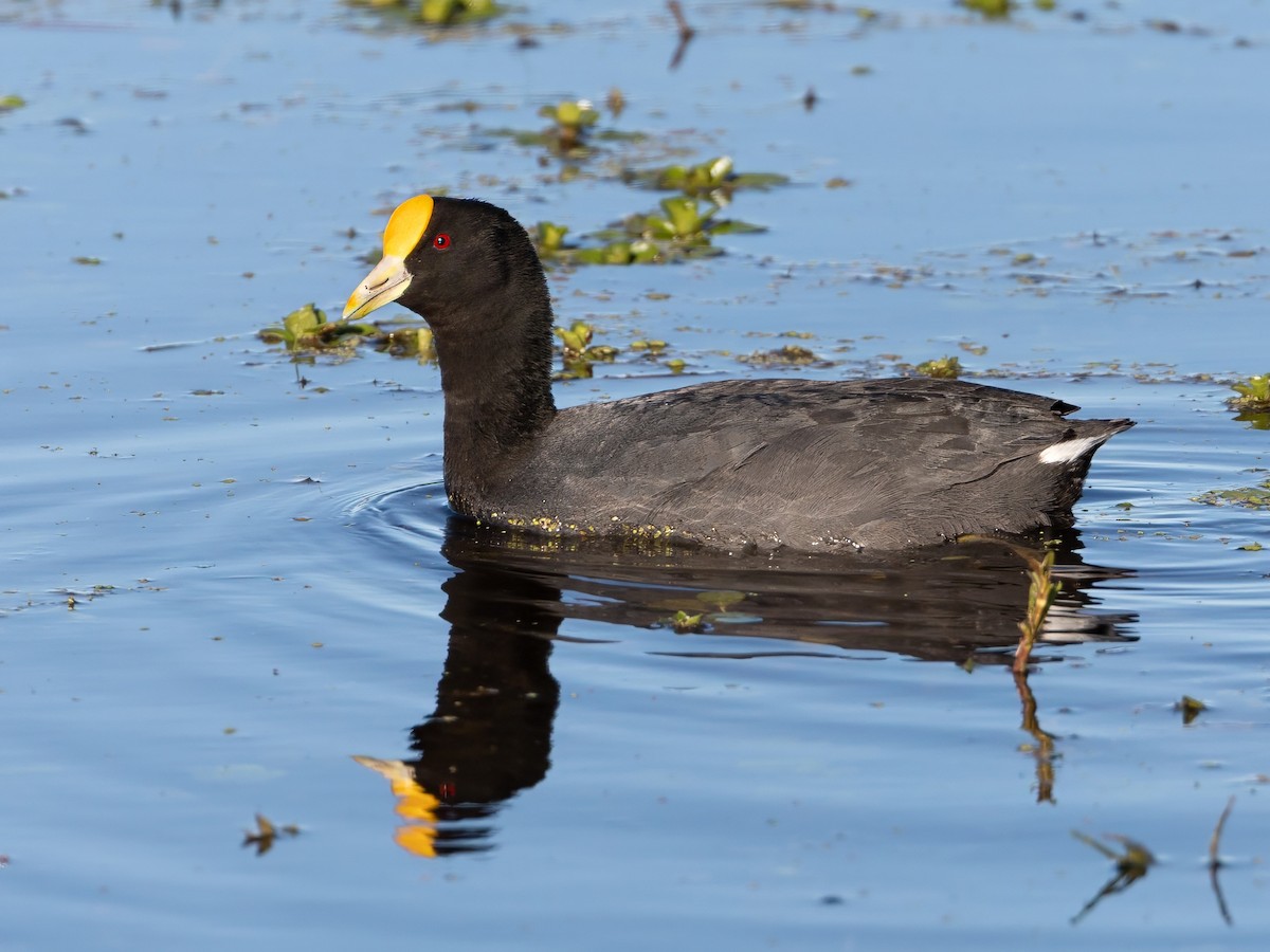 White-winged Coot - ML608960678