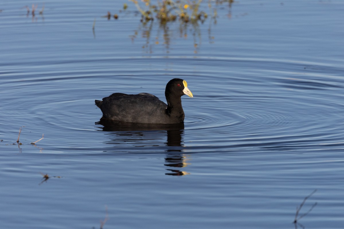 White-winged Coot - ML608960679