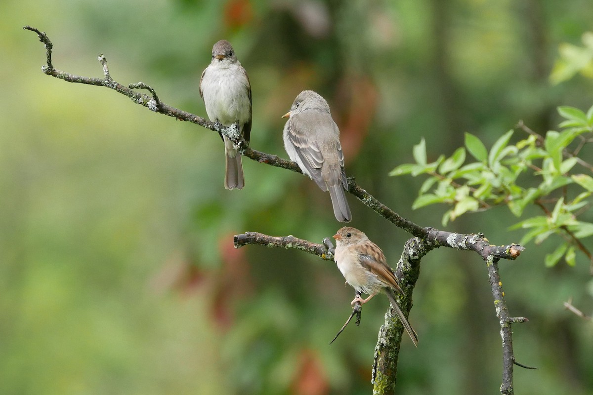 Field Sparrow - Sandeep Biswas